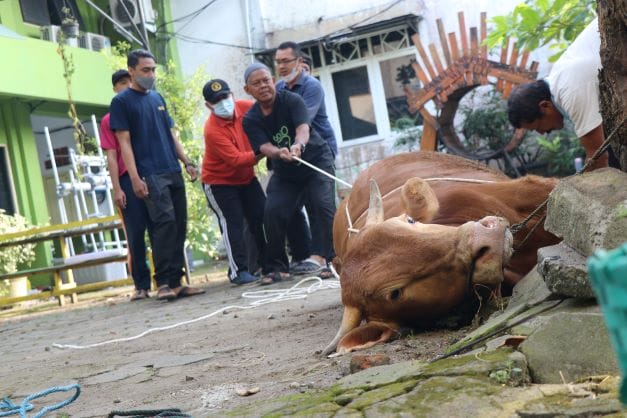 Rayakan Idul Adha, UTP Menyembelih 2 Ekor Sapi dan 1 Ekor Kambing